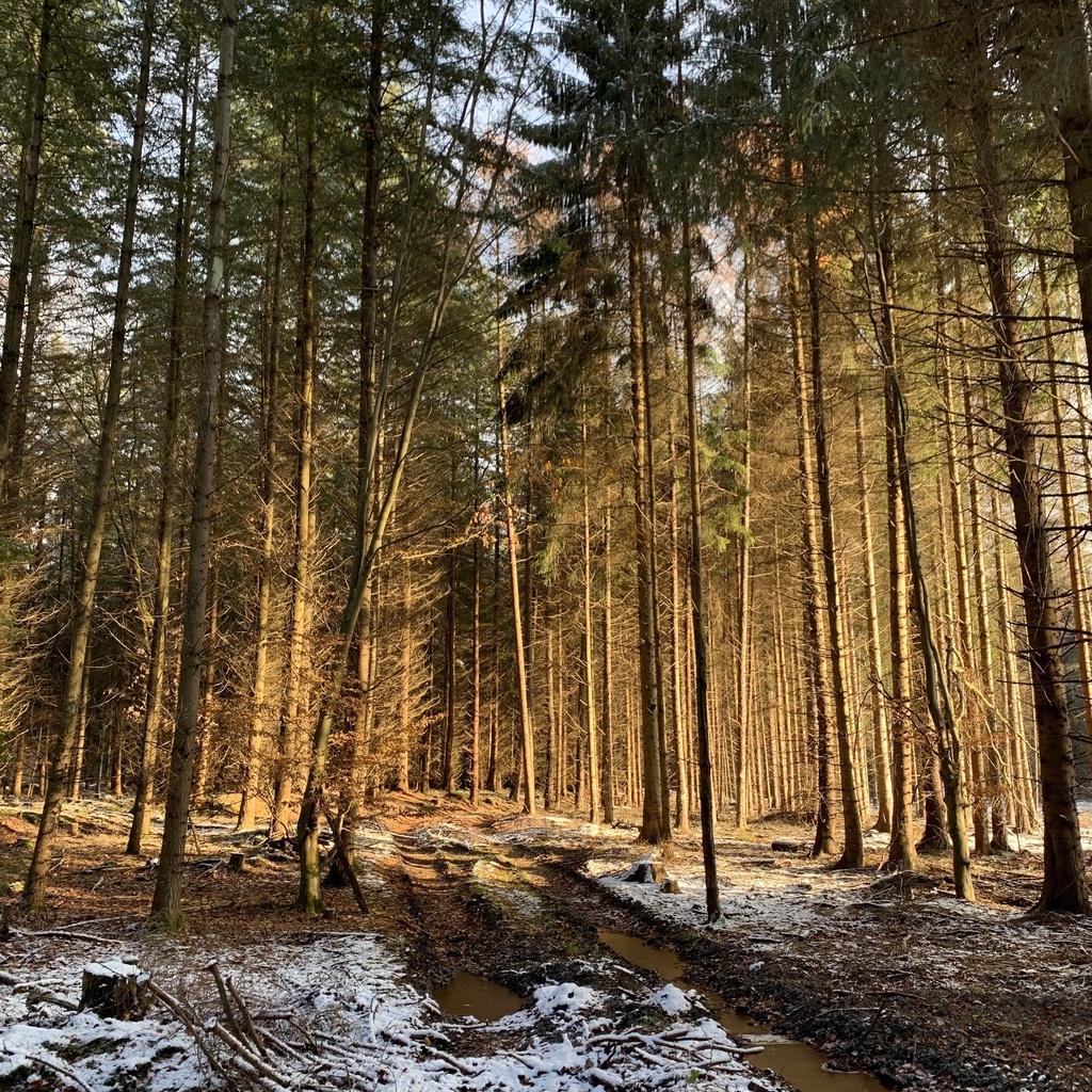 Nähnadel mit vergoldeter Spitze